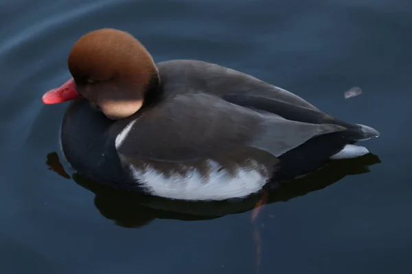 Close Male Red Crested Pochard Duck — Stock Photo, Image
