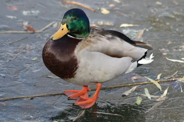 Primer Plano Mallard Duck Macho Tiene Una Cabeza Verde Oscuro —  Fotos de Stock