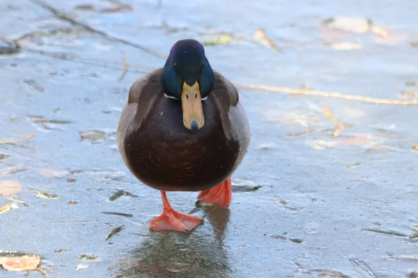 Gros Plan Canard Colvert Mâle Une Tête Vert Foncé Bec — Photo