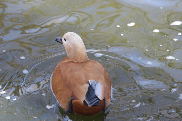 Gros Plan Canard Roux Tadorna Ferruginea Connu Inde Sous Nom — Photo