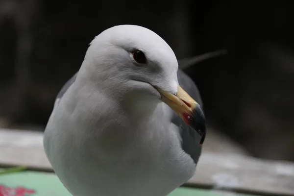 Fechar Bela Gaivota — Fotografia de Stock