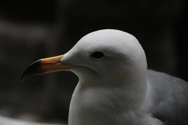 Fechar Bela Gaivota — Fotografia de Stock