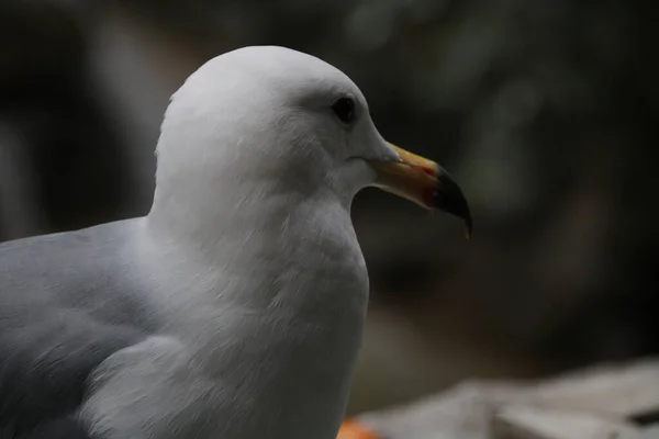 Fechar Bela Gaivota — Fotografia de Stock