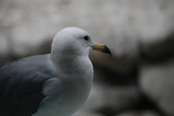 Primer Plano Hermosa Gaviota —  Fotos de Stock