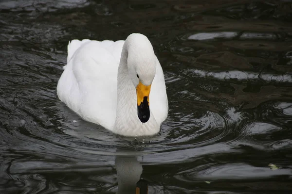 Chiudi Tundra Swan Cigno Bewick Cigno Fischiante — Foto Stock