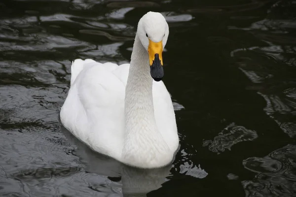 Chiudi Tundra Swan Cigno Bewick Cigno Fischiante — Foto Stock