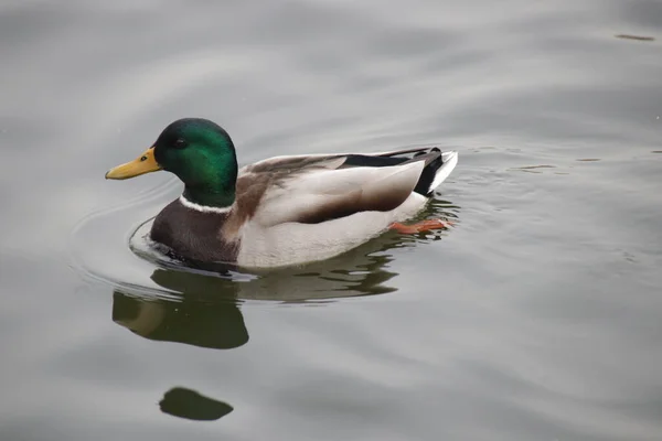 Gros Plan Canard Colvert Nageant Dans Lac — Photo