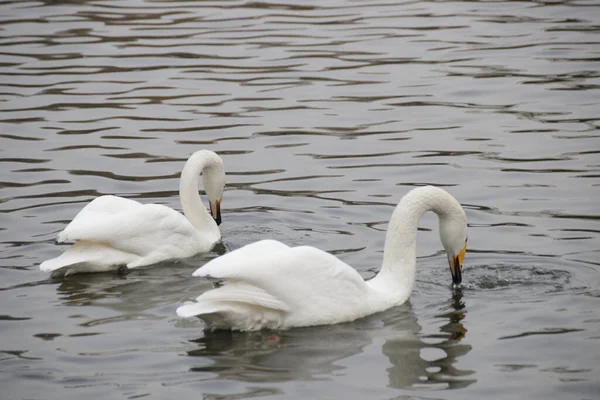 Chiudi Tundra Swan Cigno Bewick Cigno Fischiante — Foto Stock