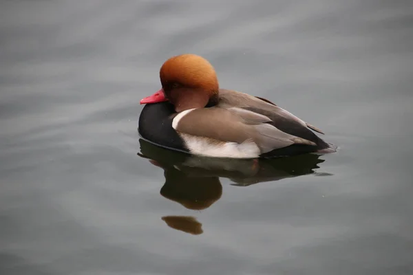 Crête Rouge Mâle Canard Pochard Gros Plan Canard Coloré Nageant — Photo