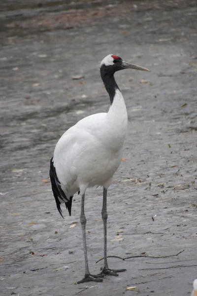 Zamknij Common Crane Chinach — Zdjęcie stockowe