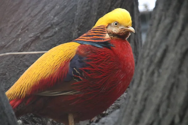 Pájaro Faisán Dorado Chino Cerca Plumaje Colorido Del Cuerpo Con — Foto de Stock