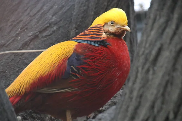 ゴールデンクレストと中国の黄金のキジの鳥 カラフルなボディプラッジを閉じます — ストック写真