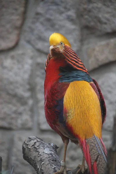 Pájaro Faisán Dorado Chino Cerca Plumaje Colorido Del Cuerpo Con — Foto de Stock