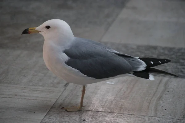 Fechar Sea Gull Bird — Fotografia de Stock