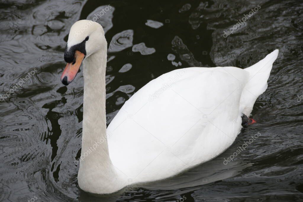 Close up Tundra Swan, (Bewick's swan/whistling swan)