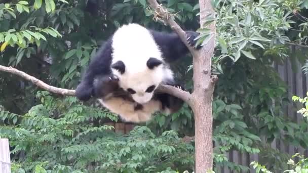 Acrobatic Panda Panda Kecil Bersenang Senang Pohon Chengdu Panda Base — Stok Video