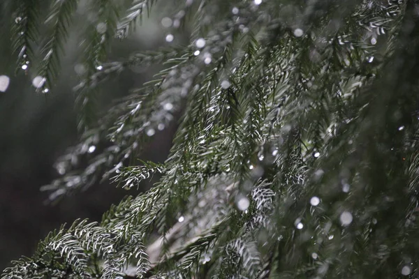 Dešťové Kapky Listy Borovic — Stock fotografie