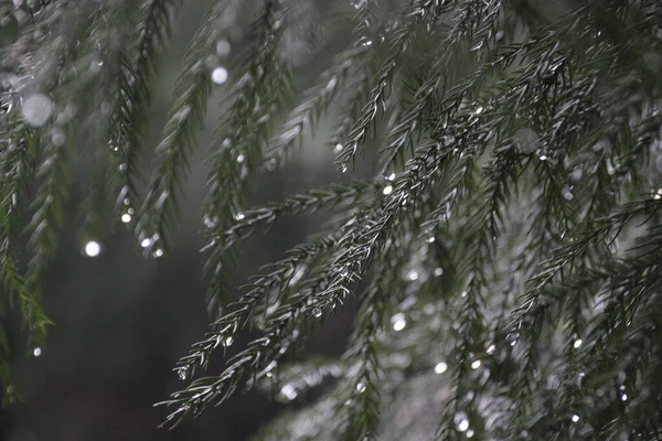 Gotas Lluvia Hojas Pino —  Fotos de Stock