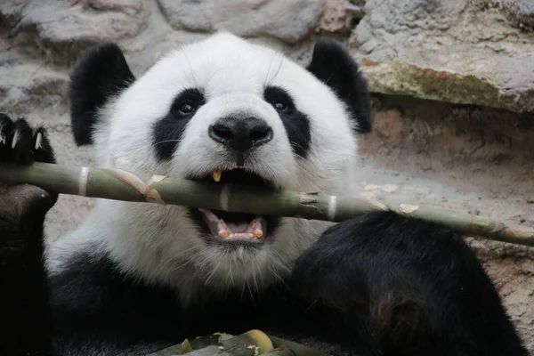 Close Fluffy Panda Biting Bamboo China — Stock Photo, Image