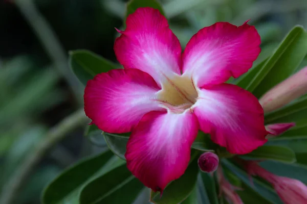 近くで何が起きているのでしょうか ピンクの花 砂漠のバラ モックツツジ ピンクビニョニア インパラユリ — ストック写真