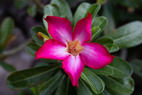 Flor Rosa Impactante Floreciente Rosa Del Desierto Azalea Falsa Pinkbignonia —  Fotos de Stock