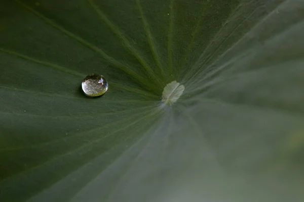 Cerrar Gota Agua Hoja Loto Verde —  Fotos de Stock