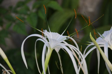Close up Blooming white Flower, Crinum thaianum or water lily