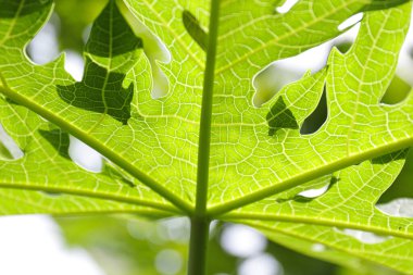 Kapat Taze Yeşil Yaprak, papaya yaprağı