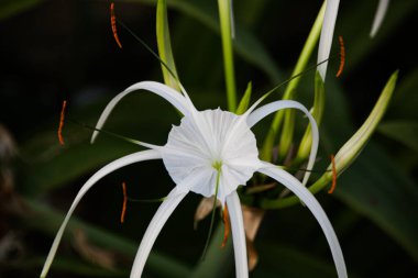 Close up Blooming White Flower, Crinum thaianum or water lily