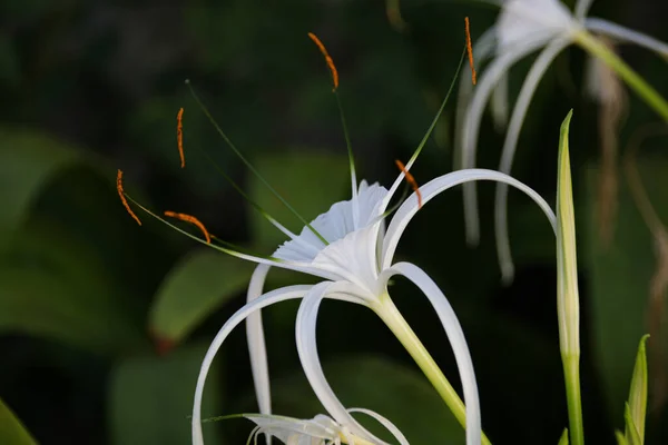 Nahaufnahme Blühende Weiße Blume Crinum Thaianum Oder Seerose — Stockfoto