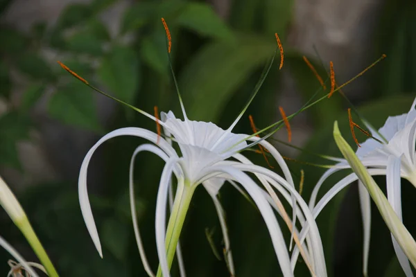 Zblízka Kvetoucí Bílý Květ Crinum Thaianum Nebo Vodní Leknín — Stock fotografie