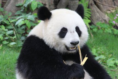 Chimelong Safari 'de Şirin Yumuşak Panda, Guangzhou, Çin