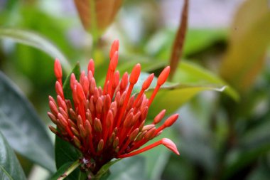 Ixora bitkisi, büyük ihtimalle Ixora coccinea ya da Ixora chinensis, genellikle orman alevi ya da orman geraniumu olarak bilinir.. 
