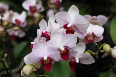 Close up beautiful  white moth orchid flowers 