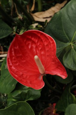 Doğanın Güzelliği, desen ve desenin ayrıntıları, çiçek açan Flamingo çiçeğinin taç yaprağının eğrisi.