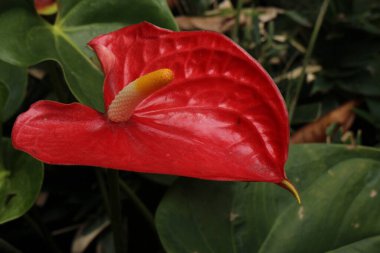 Doğanın Güzelliği, desen ve desenin ayrıntıları, çiçek açan Flamingo çiçeğinin taç yaprağının eğrisi.