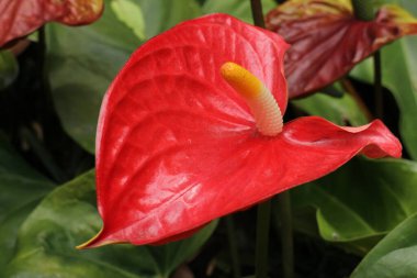 Doğanın Güzelliği, desen ve desenin ayrıntıları, çiçek açan Flamingo çiçeğinin taç yaprağının eğrisi.