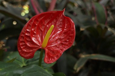 Doğanın Güzelliği, desen ve desenin ayrıntıları, çiçek açan Flamingo çiçeğinin taç yaprağının eğrisi.