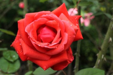 Kapatın Yazın açan kırmızı gül