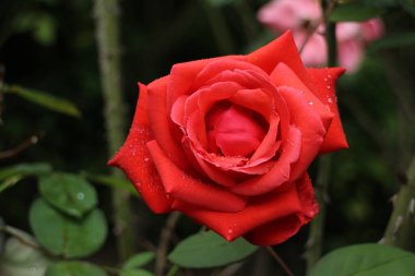 Kapatın baharda açan kırmızı gül