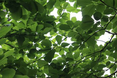 Taze yeşil yaprakları kapat