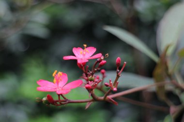 Kapatın Çiçek açan Kırmızı Pembe Batavya çiçekleri