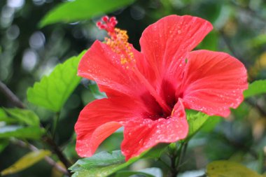 Kapatın Kırmızı Başörtüsü 'nü