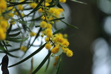 Çiçek açan sarı çiçeği kapat, Mimosa (Acacia deal bata)