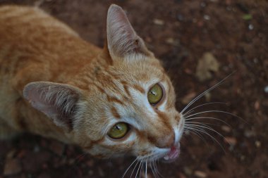 Yard 'daki Sarı Kedi