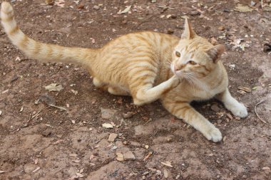 Yard 'daki Sarı Kedi