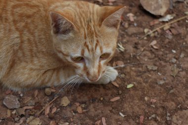 Yard 'daki Sarı Kedi