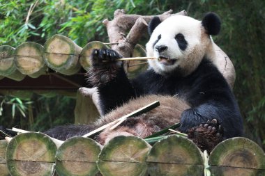Happy Panda Eating Bamboo Shoot, Chengdu Panda Base, China clipart