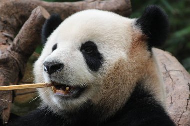 Çin 'deki Ginat Panda' nın Yumuşak Yuvarlak Suratını kapatın