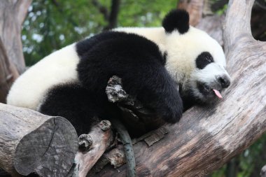 Küçük Panda Ağaçta Uyuyor, Chengdu Panda Üssü, Çin
